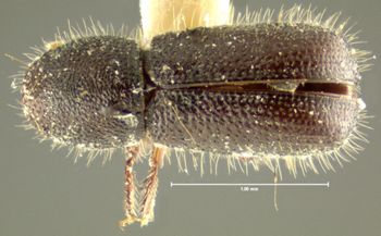 Media type: image;   Entomology 1295 Aspect: habitus dorsal view